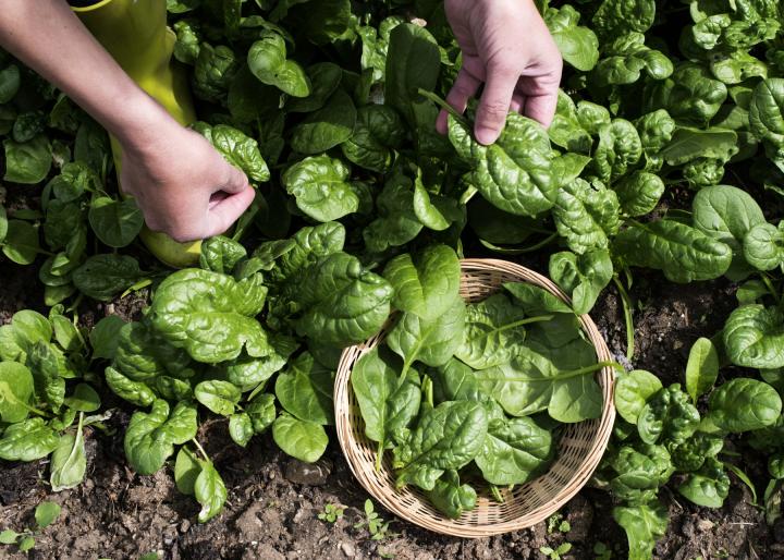 Detail Image Of Spinach Plant Nomer 10