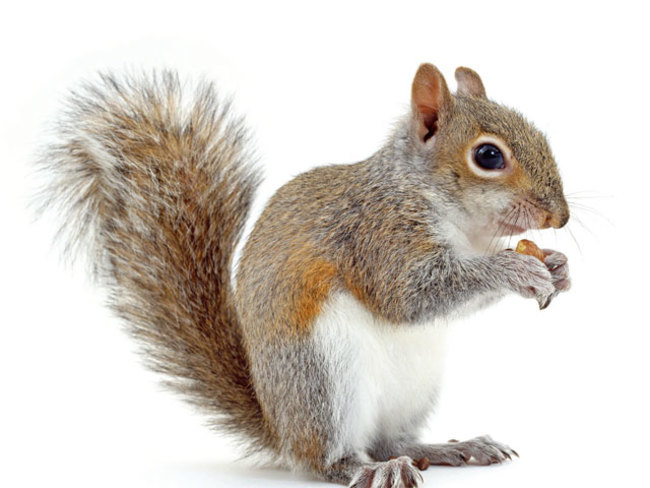 Detail Image Of Squirrel Nomer 7
