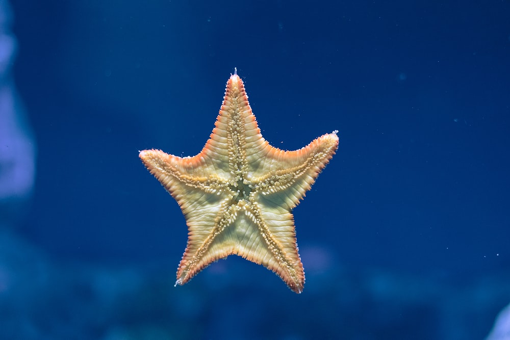 Detail Image Of Star Fish Nomer 11