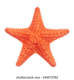 Detail Image Of Star Fish Nomer 19