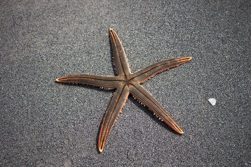 Detail Image Of Star Fish Nomer 34