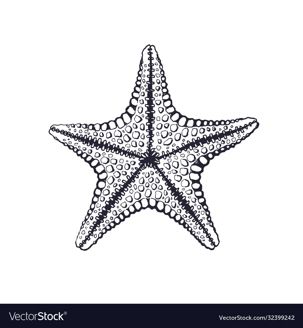 Detail Image Of Star Fish Nomer 43