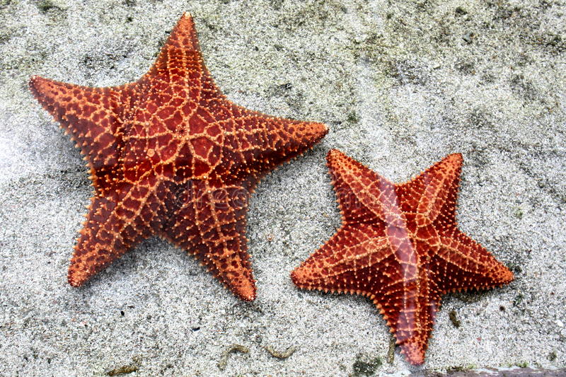 Detail Image Of Star Fish Nomer 6