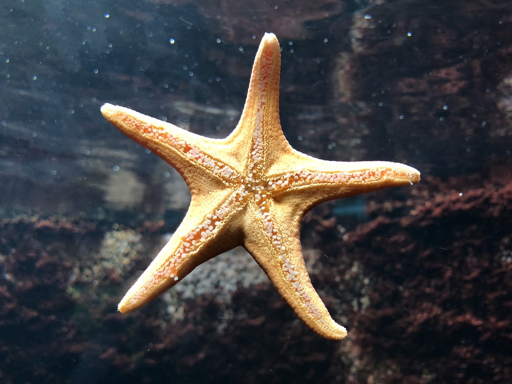 Detail Image Of Star Fish Nomer 7