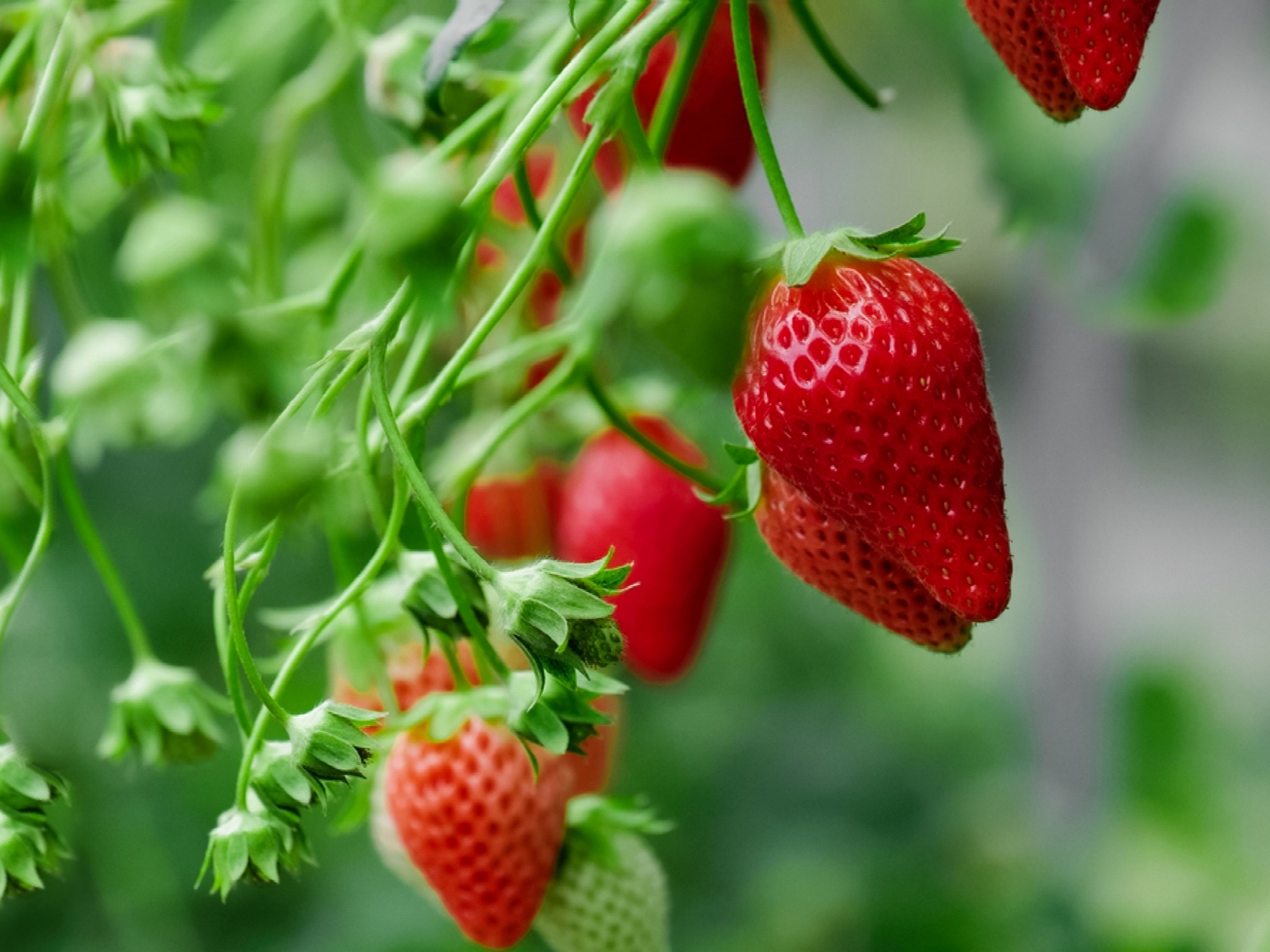 Detail Image Of Strawberry Nomer 30