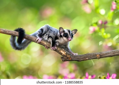 Download Image Of Sugar Glider Nomer 39