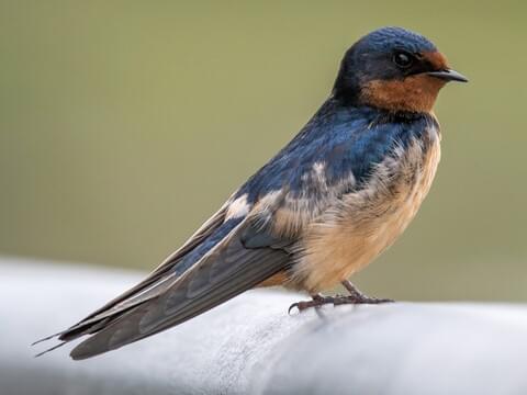 Detail Image Of Swallow Bird Nomer 2