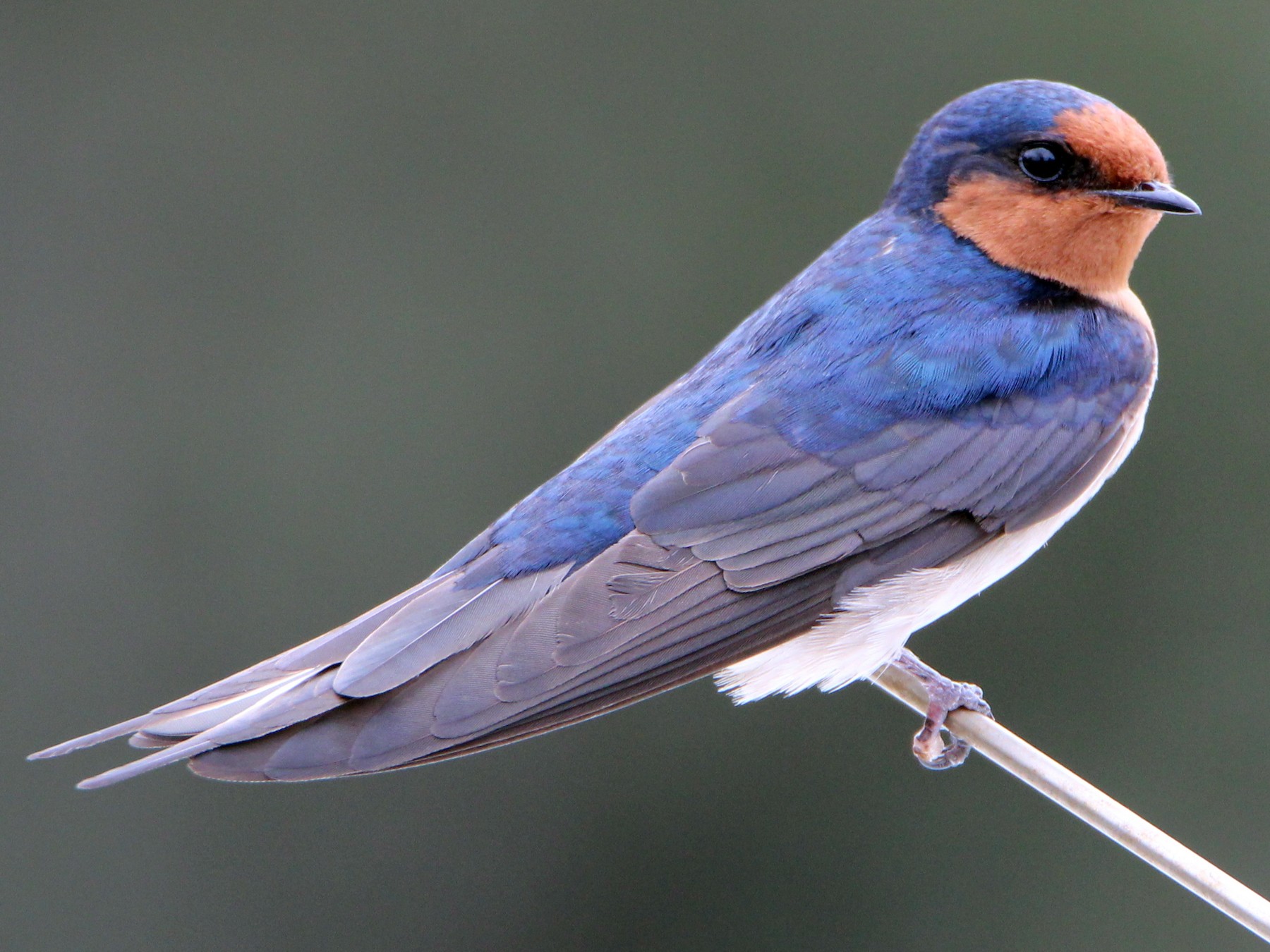 Detail Image Of Swallow Bird Nomer 11