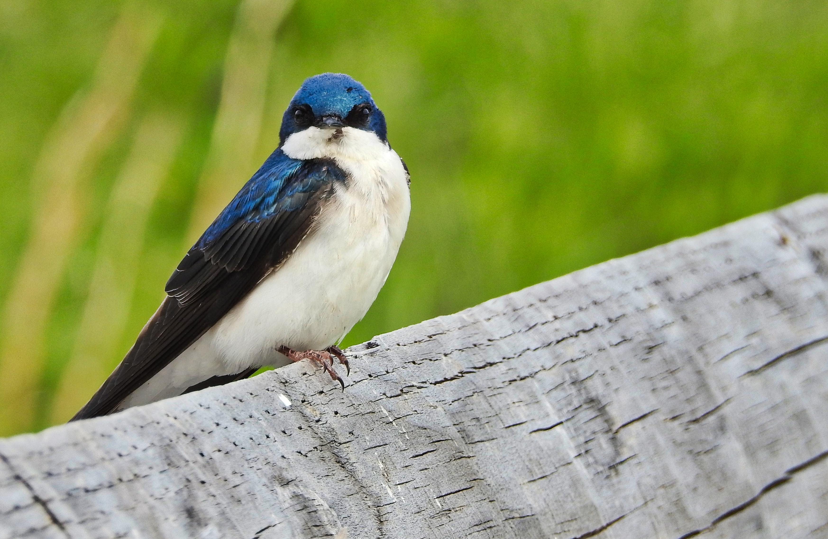 Detail Image Of Swallow Bird Nomer 12