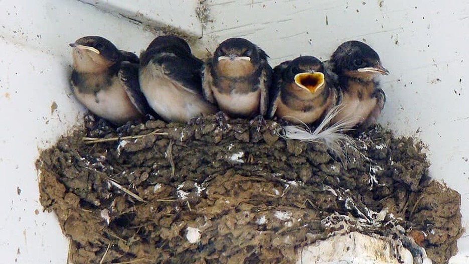 Detail Image Of Swallow Bird Nomer 13