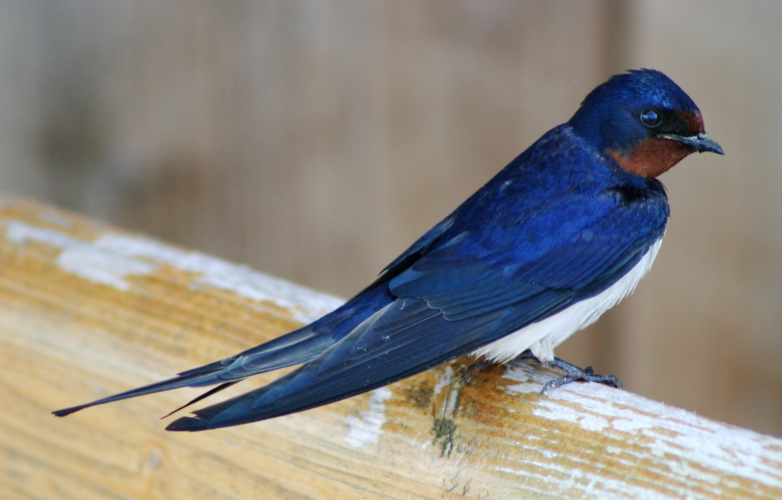 Detail Image Of Swallow Bird Nomer 14