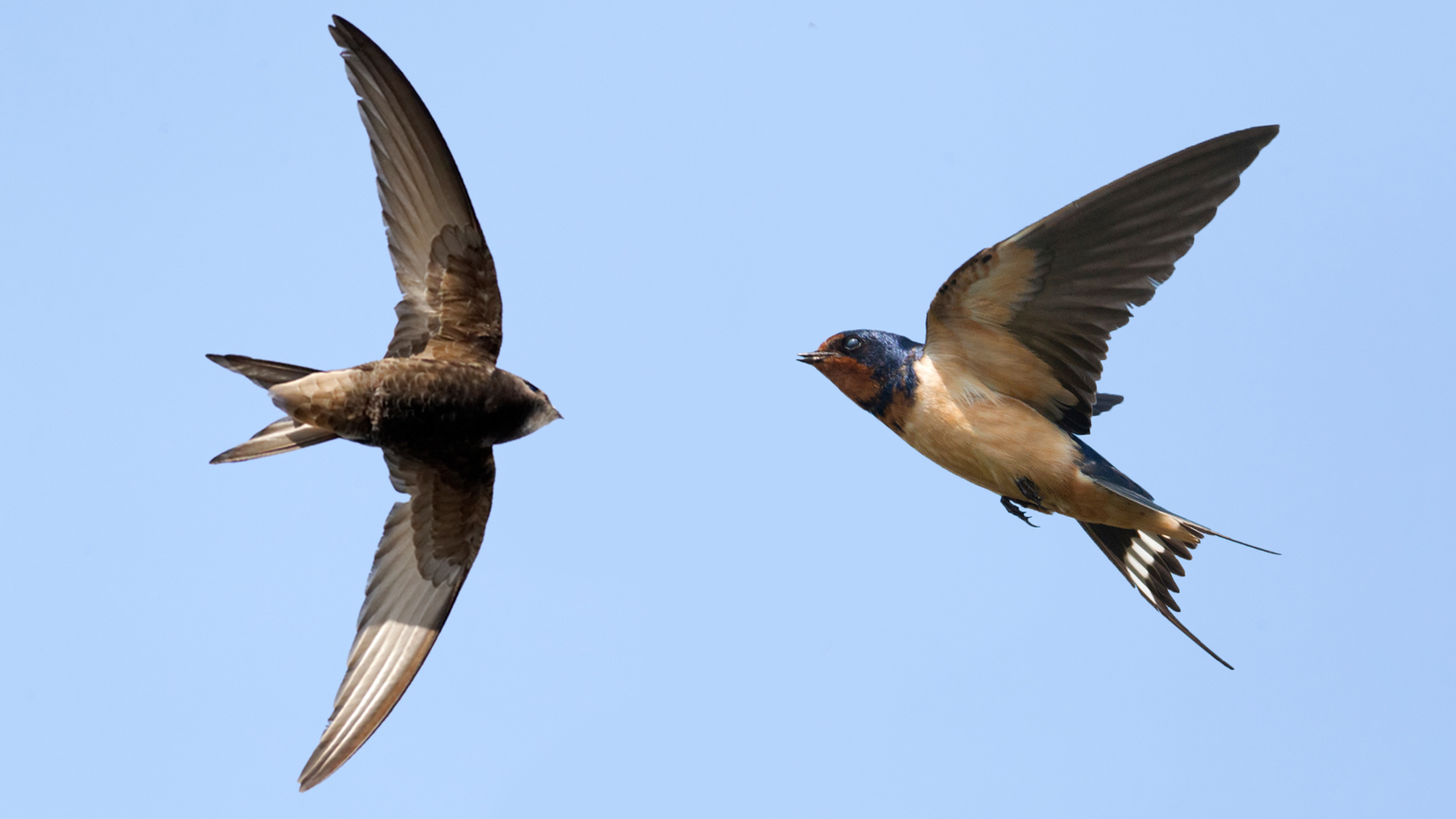 Detail Image Of Swallow Bird Nomer 16