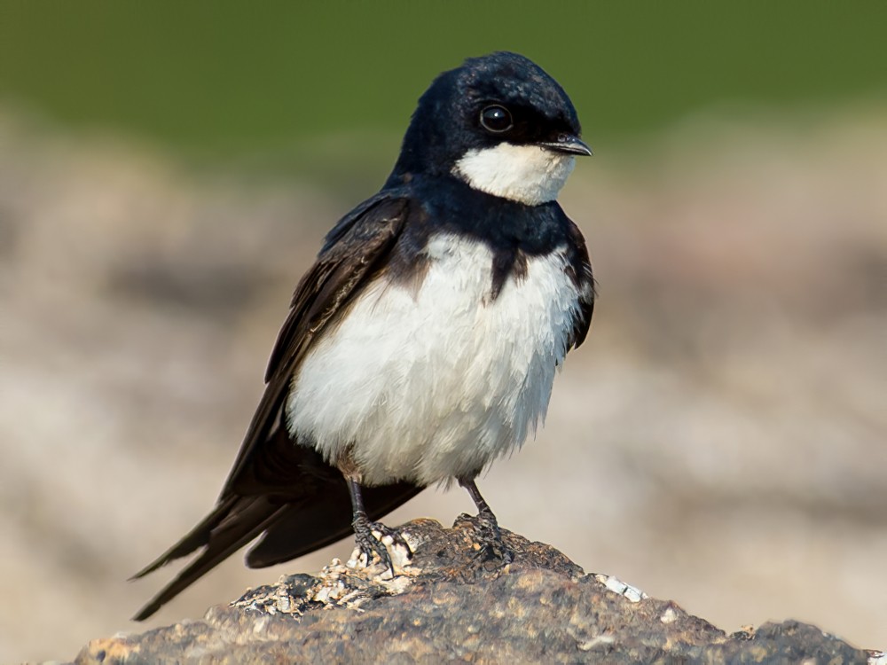 Detail Image Of Swallow Bird Nomer 17
