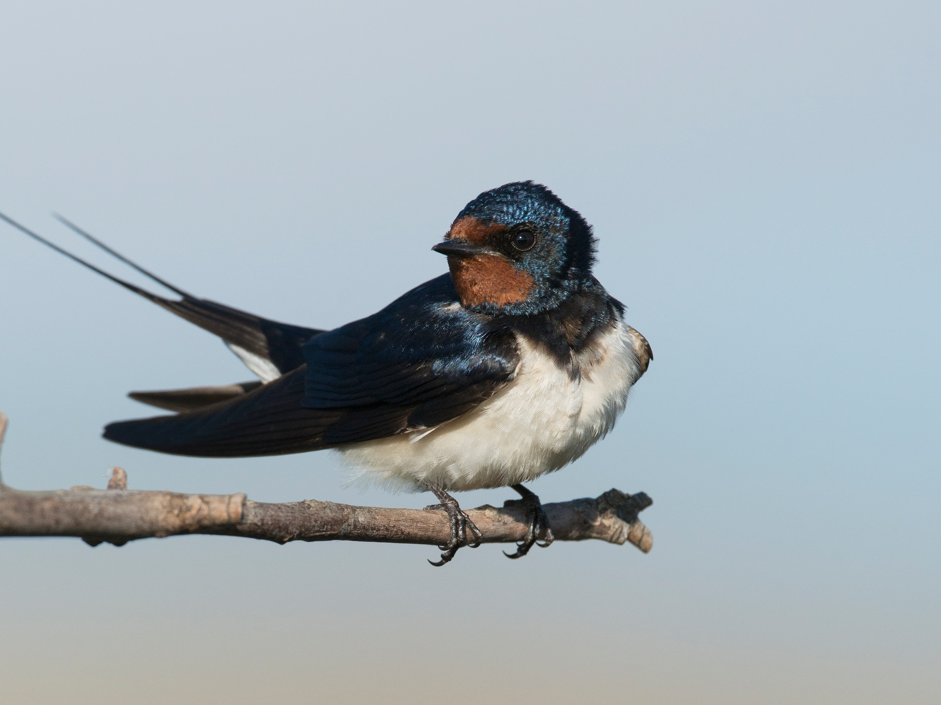 Detail Image Of Swallow Bird Nomer 18