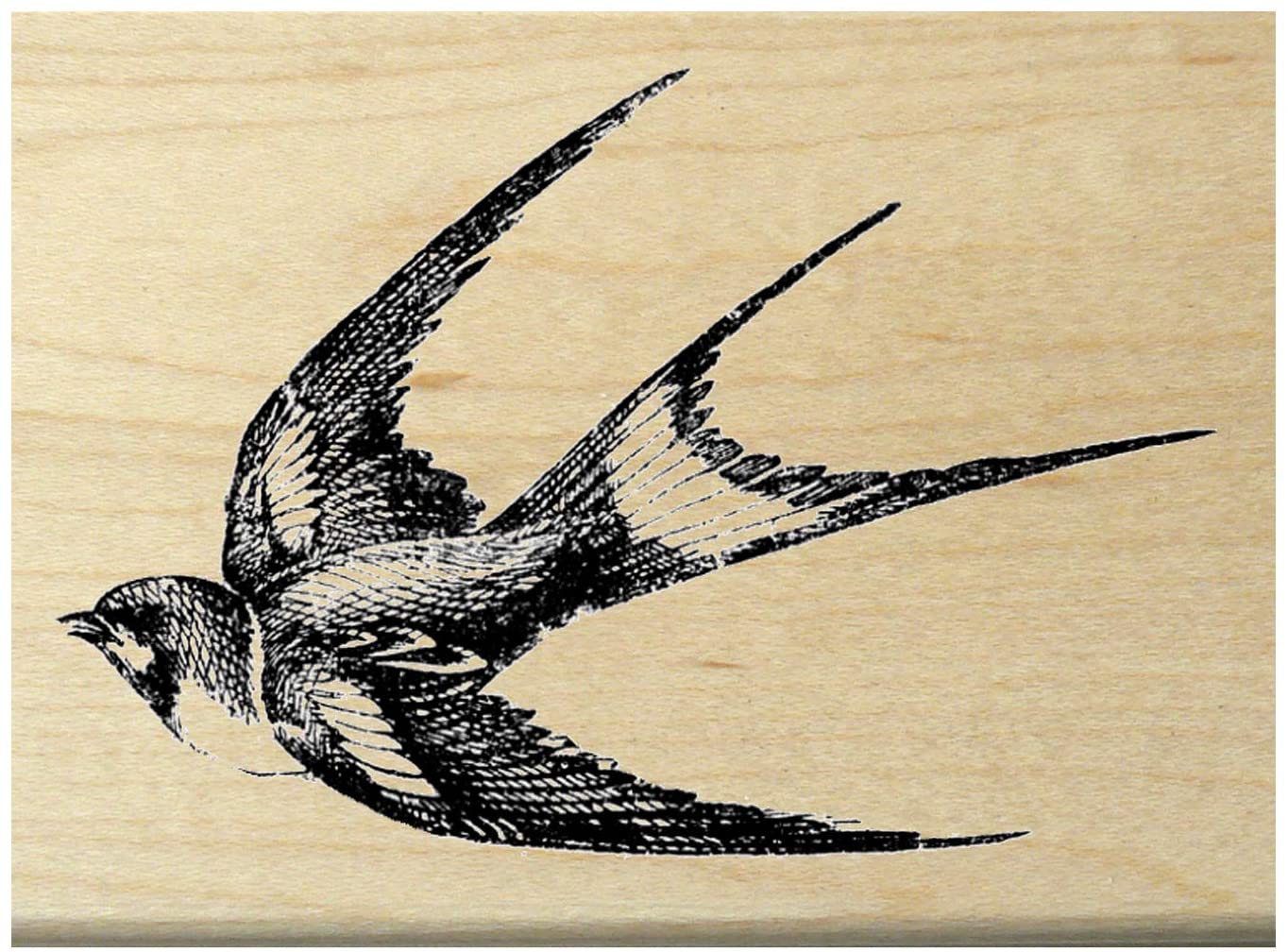 Detail Image Of Swallow Bird Nomer 19