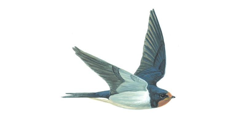 Detail Image Of Swallow Bird Nomer 20