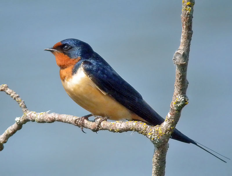 Detail Image Of Swallow Bird Nomer 21