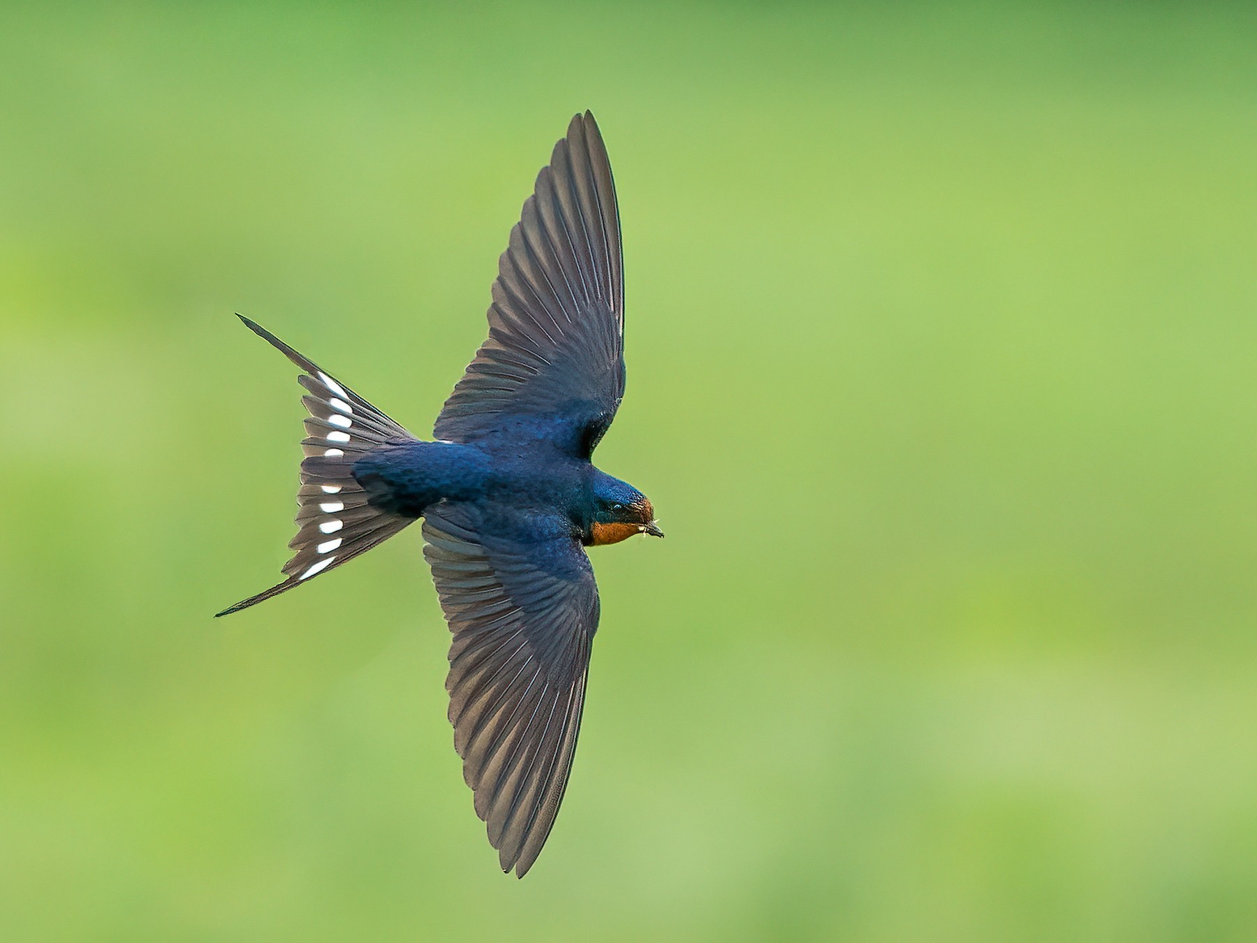 Detail Image Of Swallow Bird Nomer 22