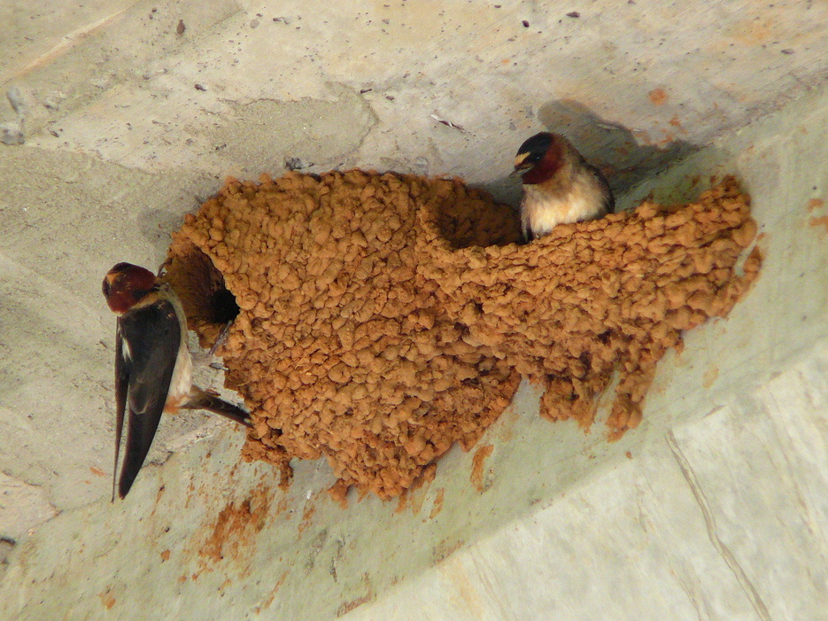 Detail Image Of Swallow Bird Nomer 23