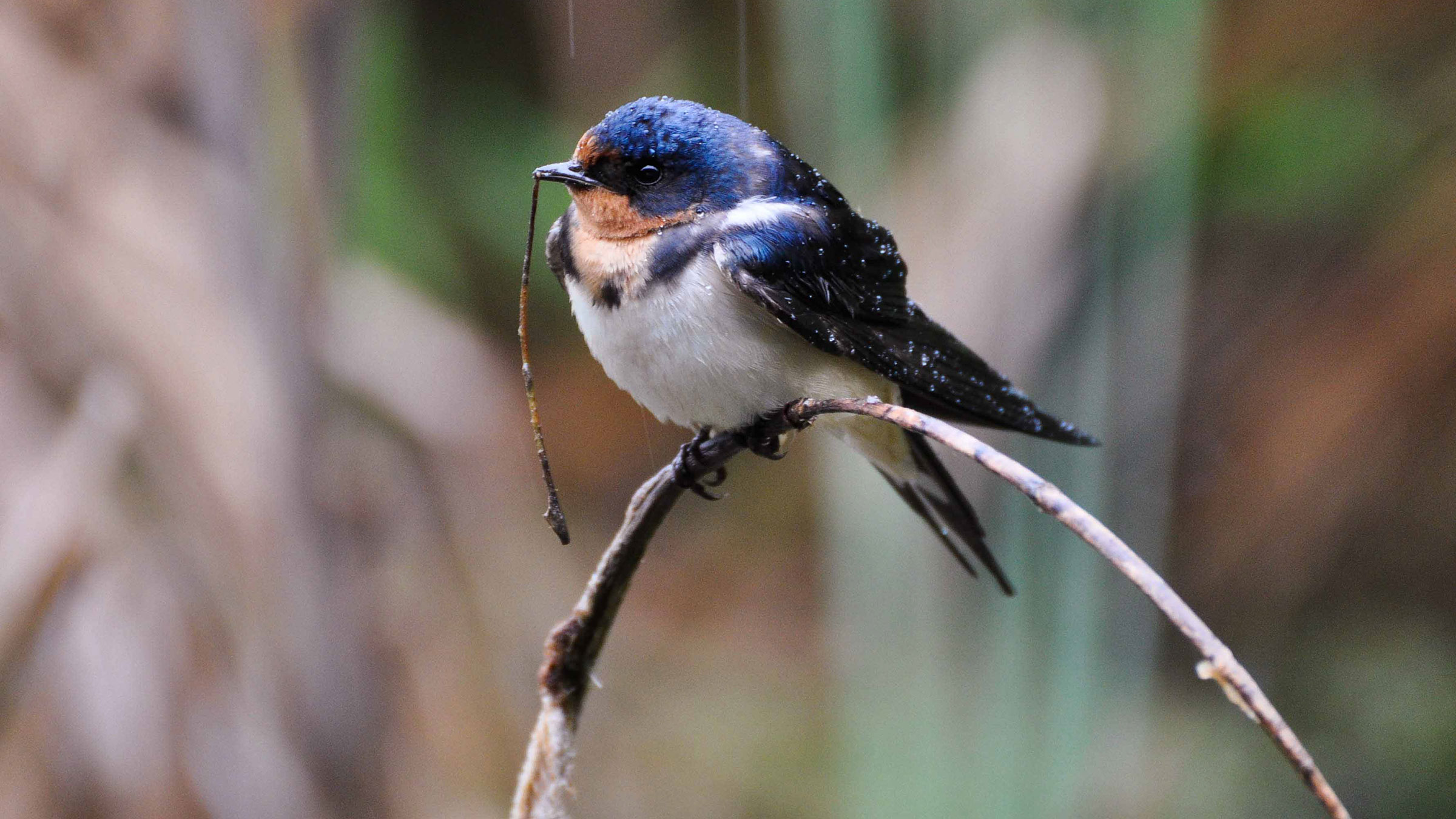 Detail Image Of Swallow Bird Nomer 24
