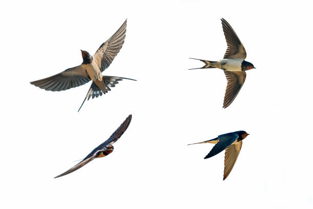 Detail Image Of Swallow Bird Nomer 25
