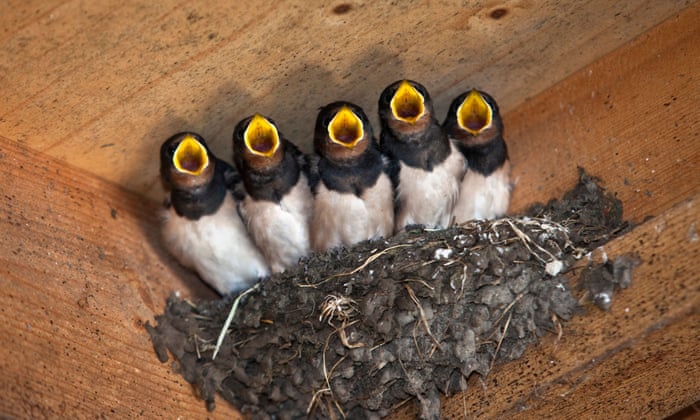 Detail Image Of Swallow Bird Nomer 26