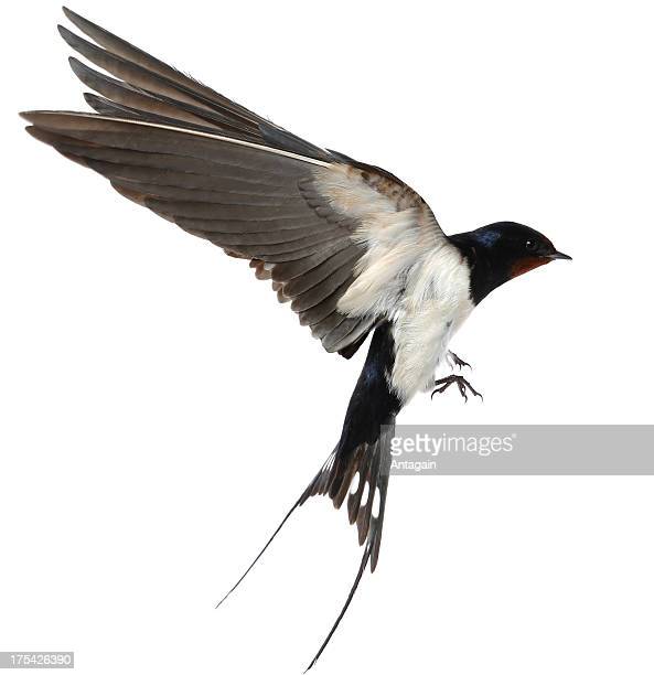 Detail Image Of Swallow Bird Nomer 27