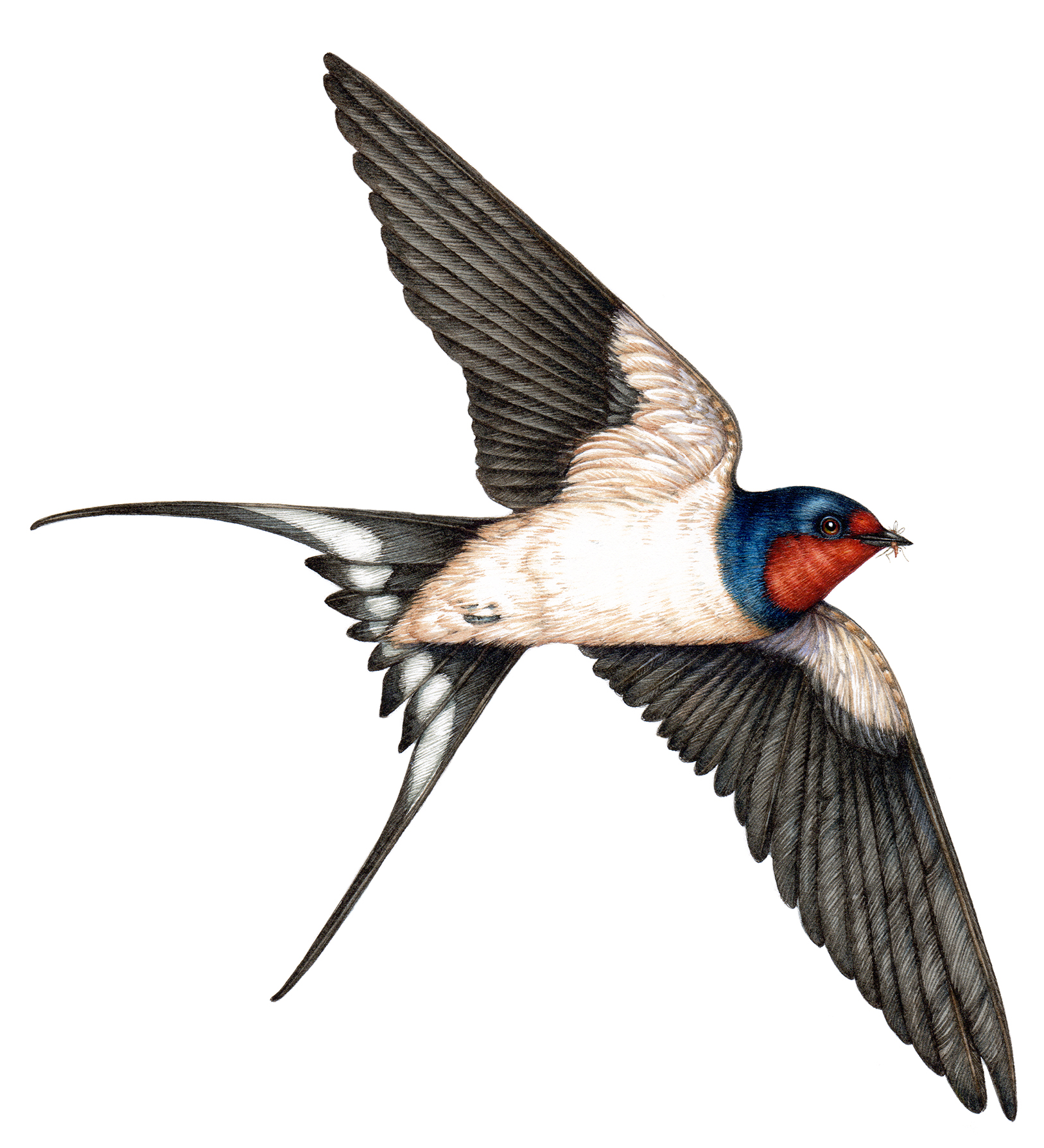 Detail Image Of Swallow Bird Nomer 28
