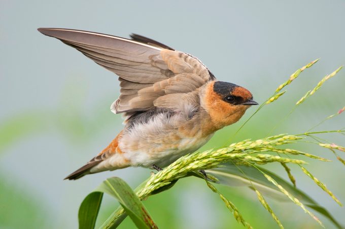 Detail Image Of Swallow Bird Nomer 29
