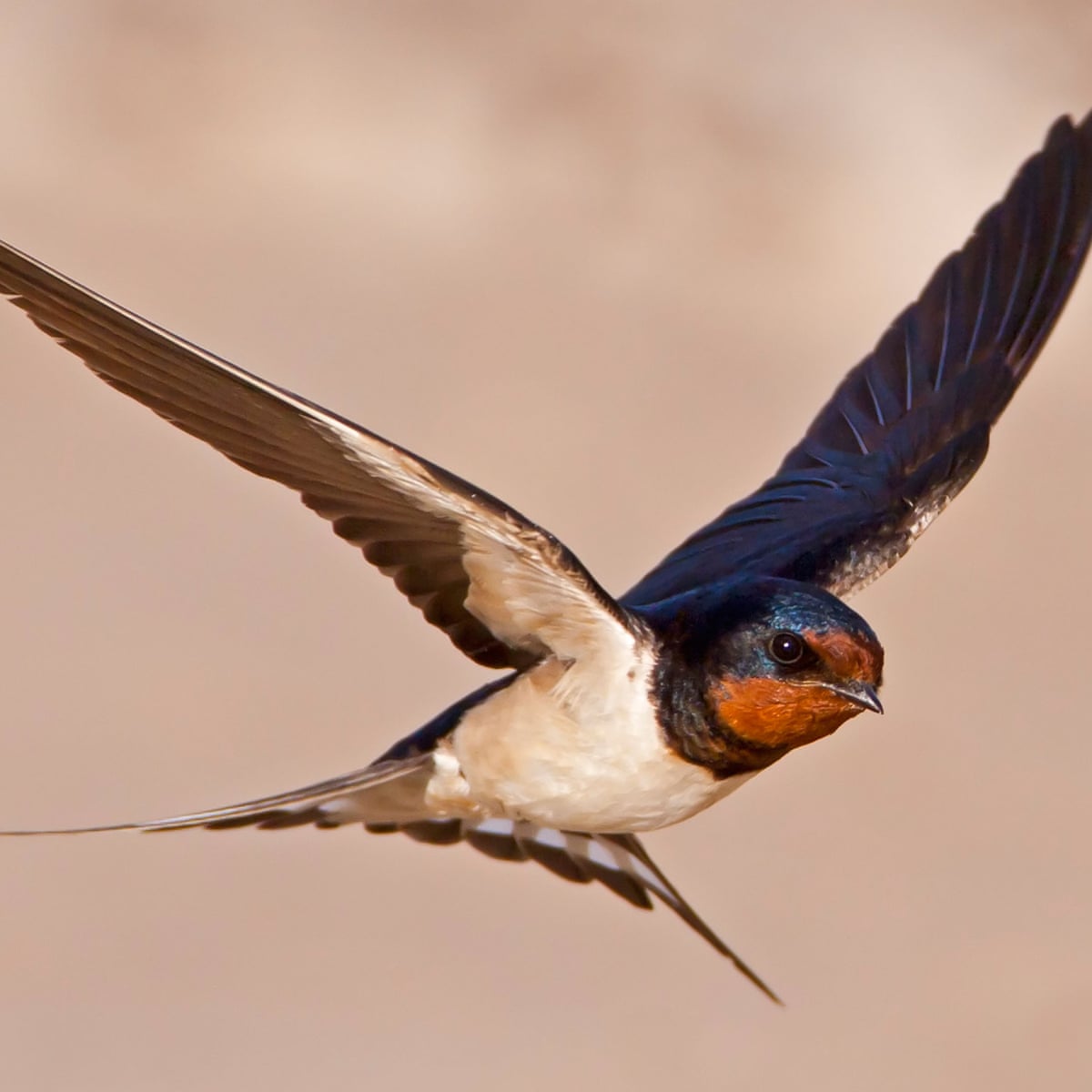 Detail Image Of Swallow Bird Nomer 4