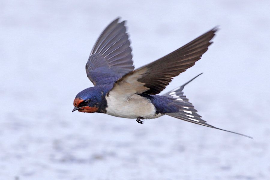 Detail Image Of Swallow Bird Nomer 30