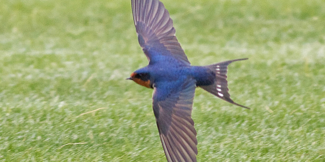 Detail Image Of Swallow Bird Nomer 33