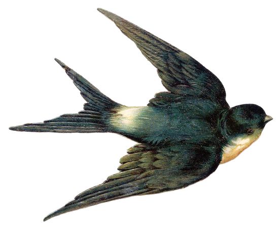 Detail Image Of Swallow Bird Nomer 34