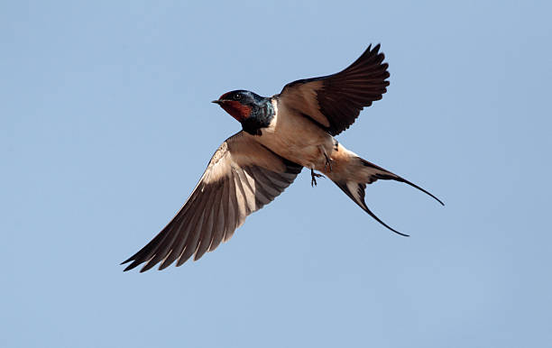 Detail Image Of Swallow Bird Nomer 35