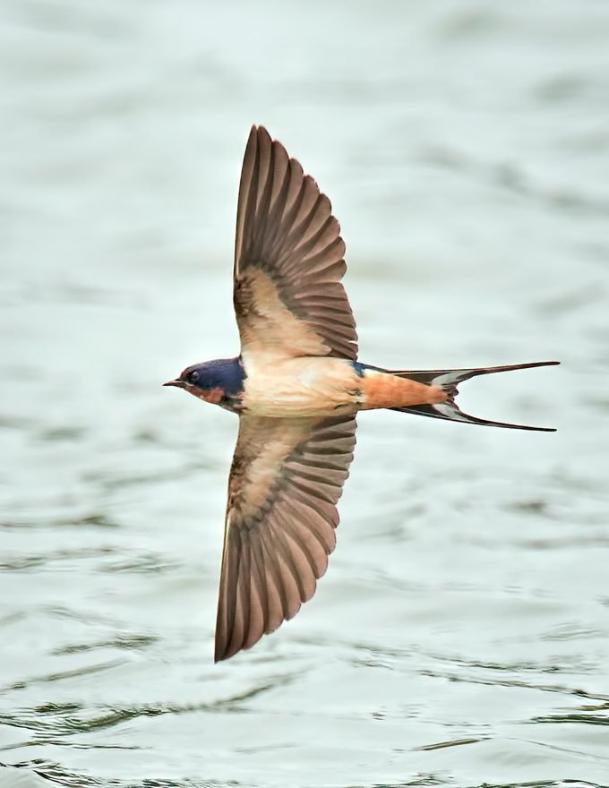 Detail Image Of Swallow Bird Nomer 36