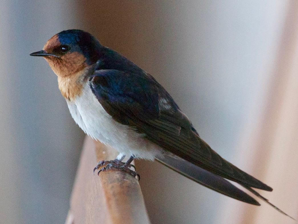 Detail Image Of Swallow Bird Nomer 37