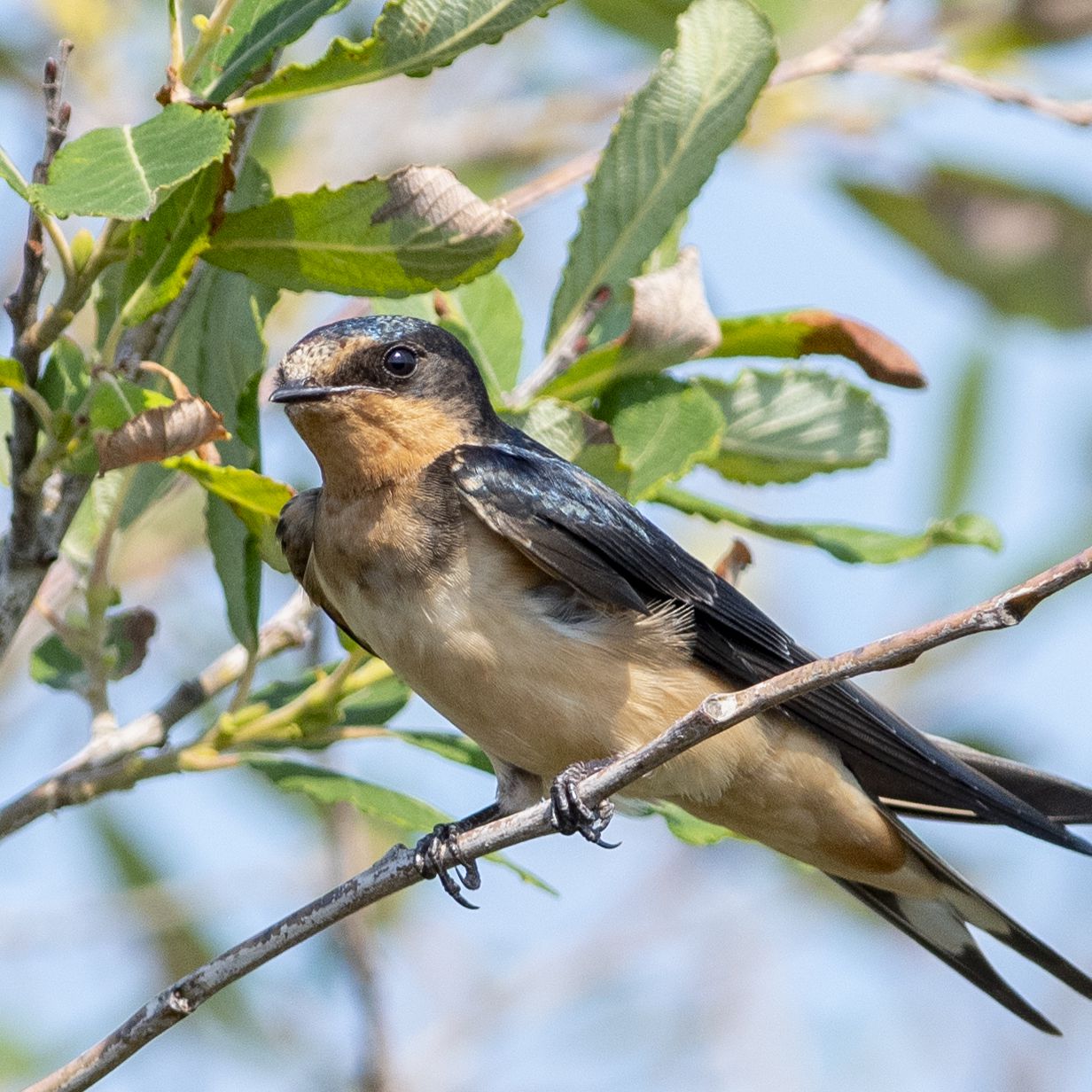 Detail Image Of Swallow Bird Nomer 39