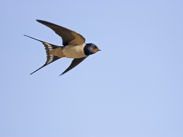 Detail Image Of Swallow Bird Nomer 5