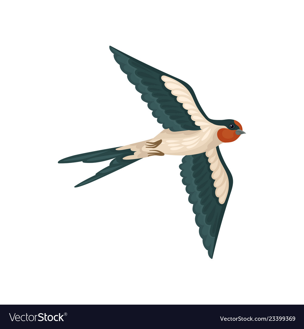 Detail Image Of Swallow Bird Nomer 40