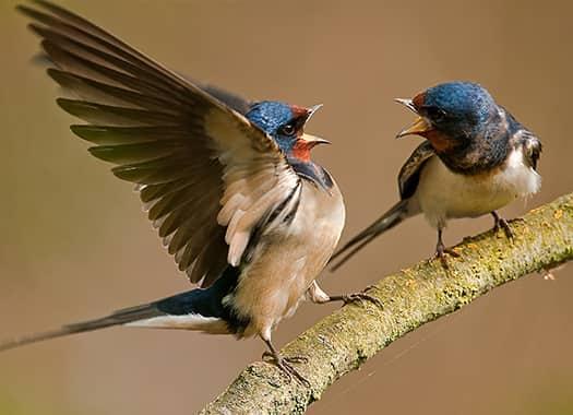 Detail Image Of Swallow Bird Nomer 41