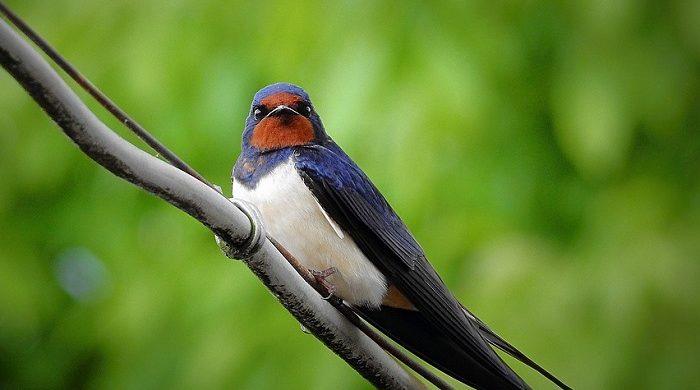 Detail Image Of Swallow Bird Nomer 42