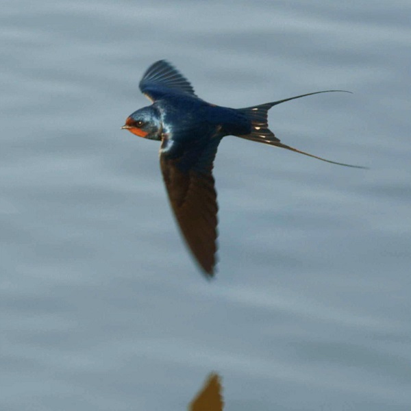 Detail Image Of Swallow Bird Nomer 43