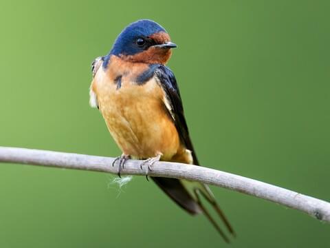 Detail Image Of Swallow Bird Nomer 44