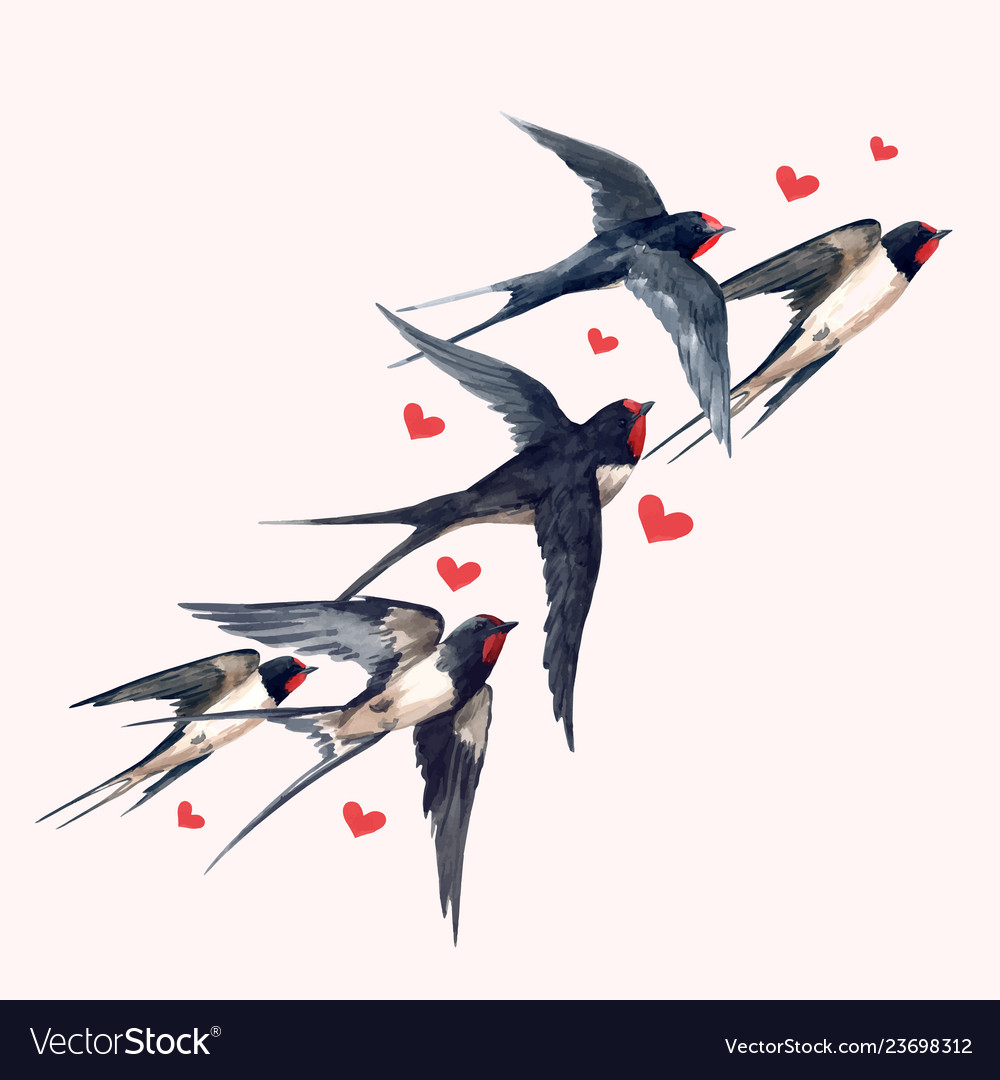 Detail Image Of Swallow Bird Nomer 46