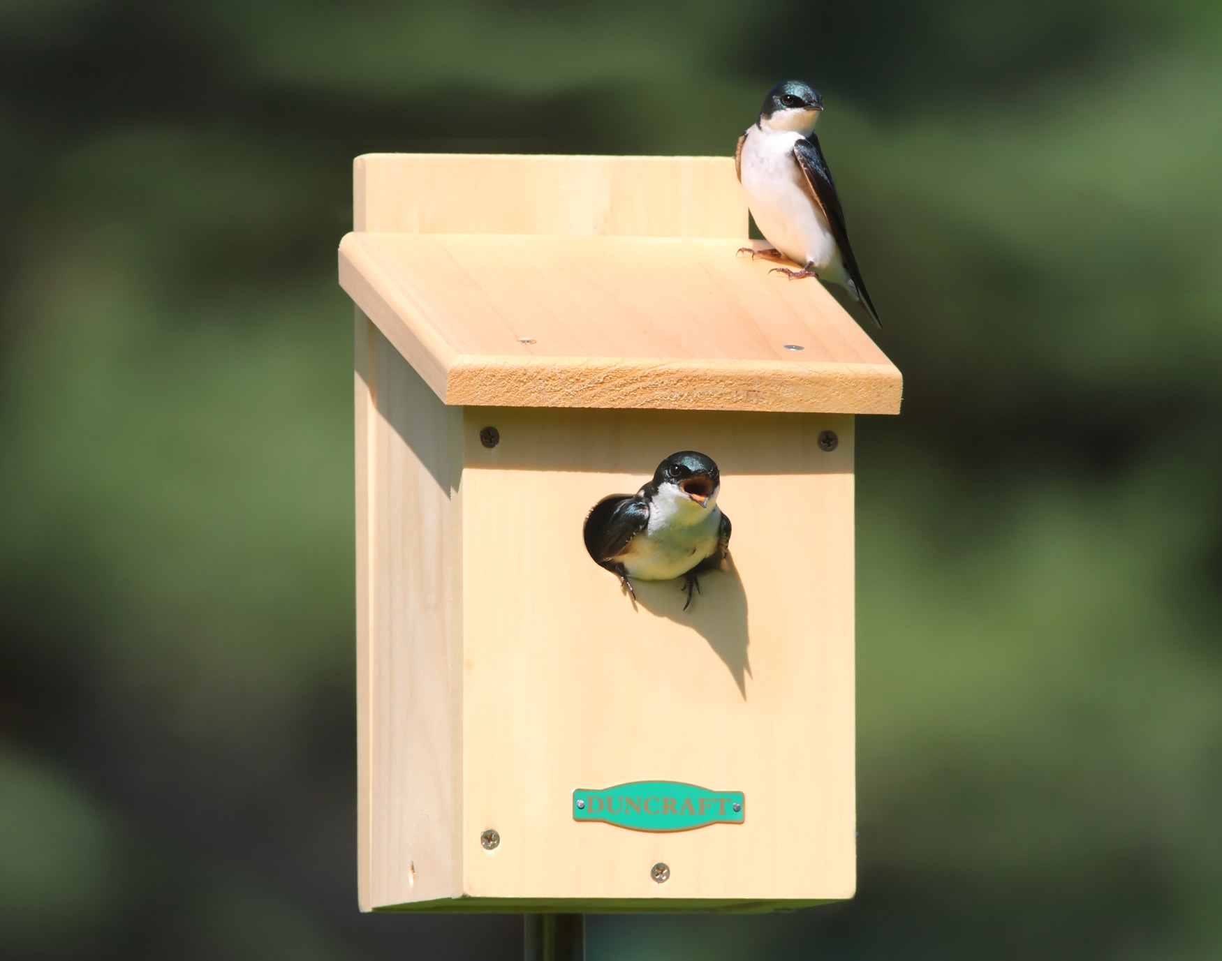 Detail Image Of Swallow Bird Nomer 47