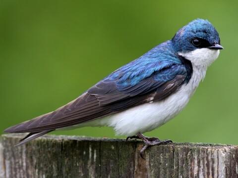 Detail Image Of Swallow Bird Nomer 6