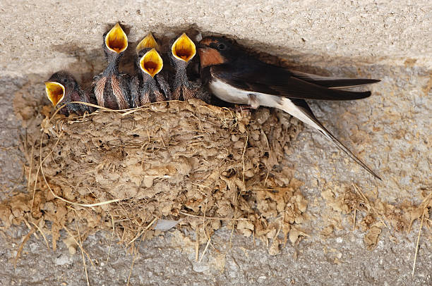 Detail Image Of Swallow Bird Nomer 48