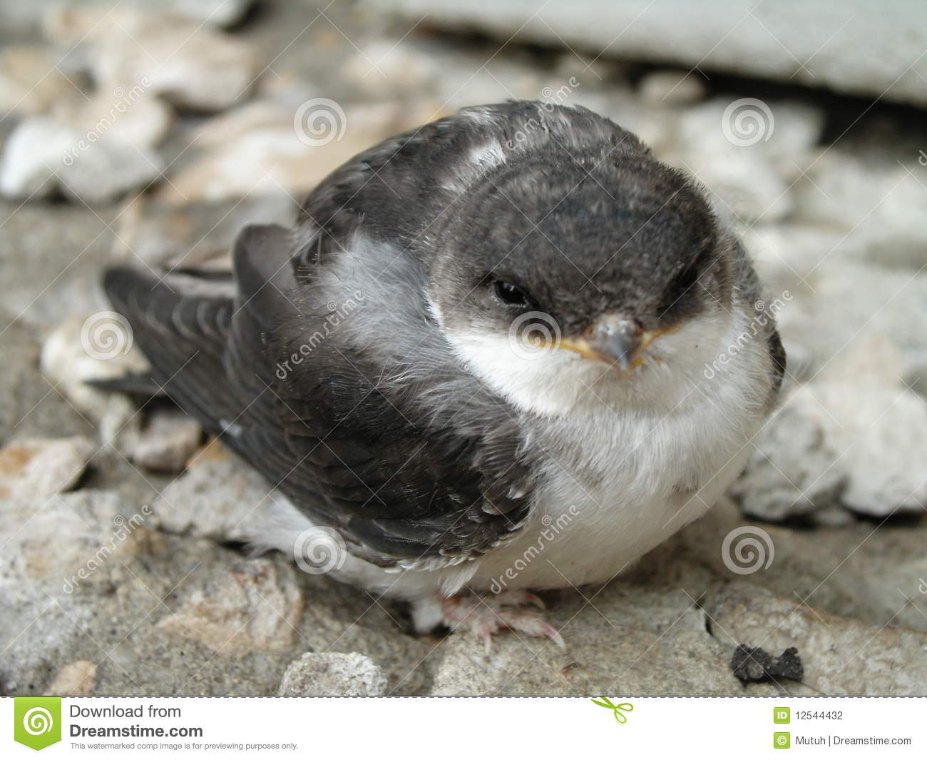 Detail Image Of Swallow Bird Nomer 49