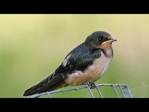 Detail Image Of Swallow Bird Nomer 51