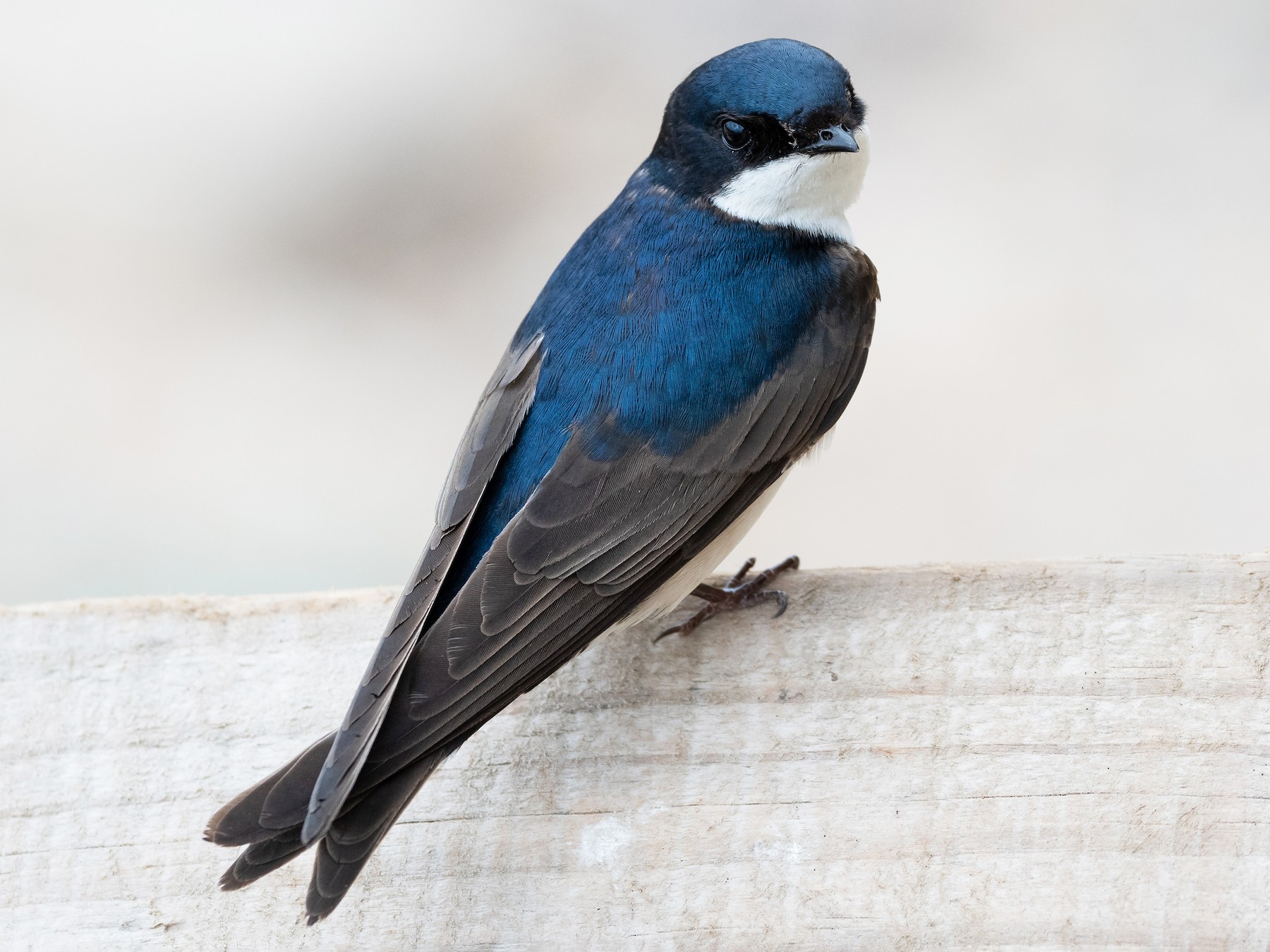 Detail Image Of Swallow Bird Nomer 53
